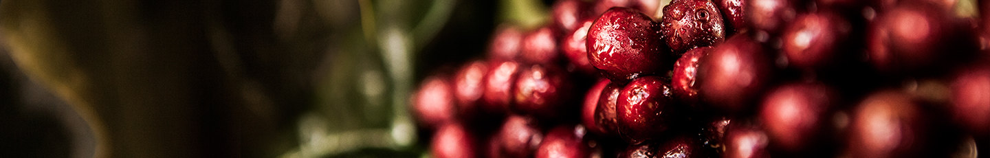 Banner Desktop Cafes